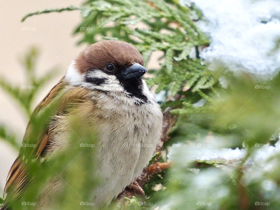 Sparrow