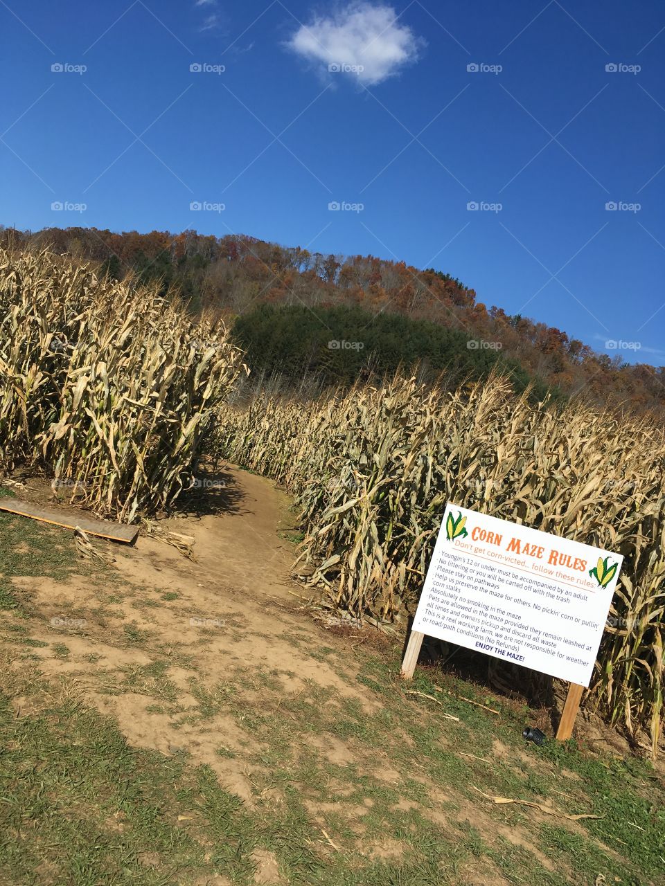 Corn Maze Entrance 