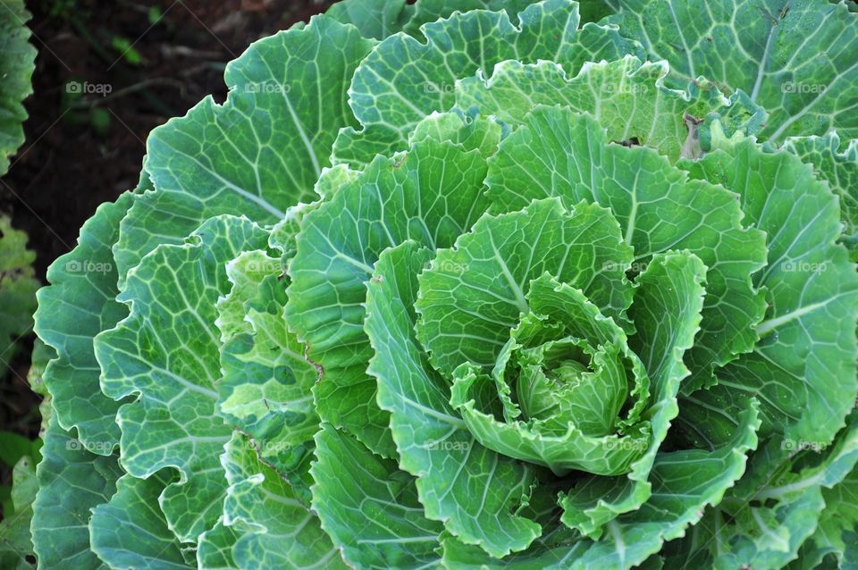 Nature, Leaf, Flora, No Person, Cabbage