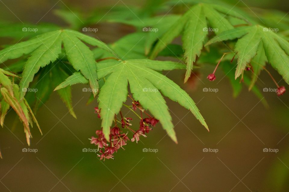 Maple tree