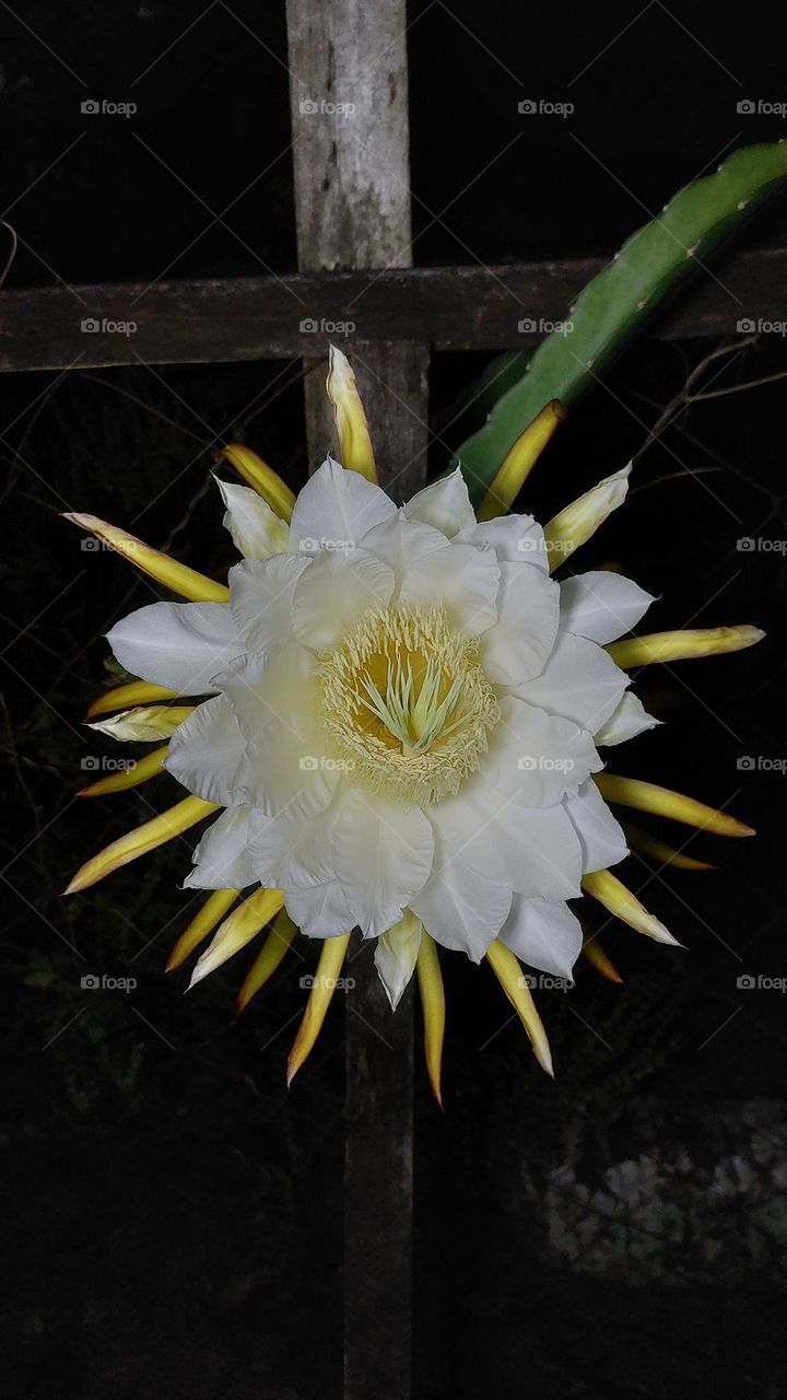 The dragon fruit flower blooms during the night