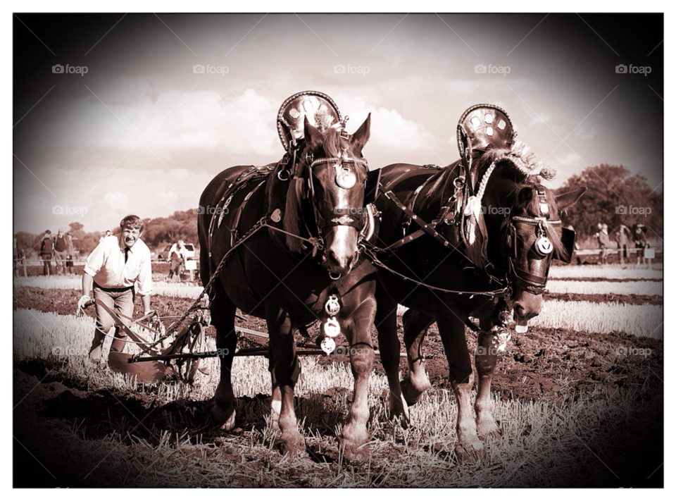 whittington 2012 staffordshire uk horses man countryside by mojo26