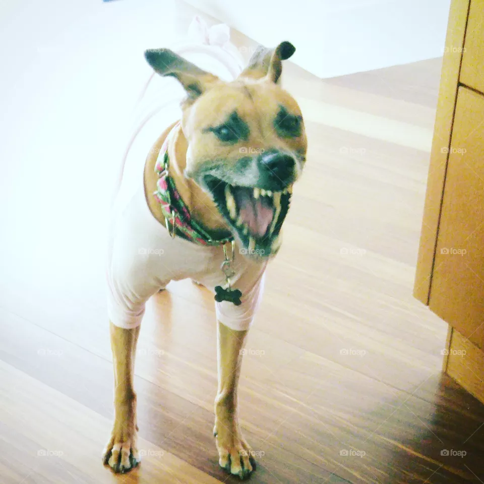Dog, Pet, Canine, Mammal, Animal