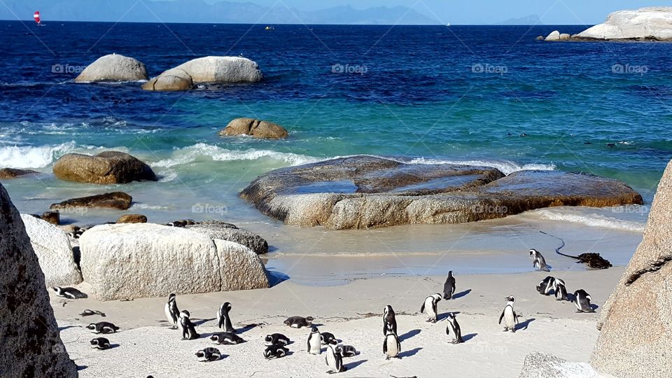 Pinguin beach