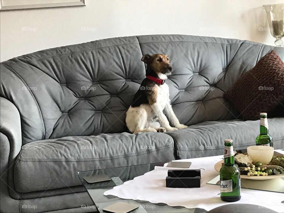 Was macht der Hund auf dem Sofa?