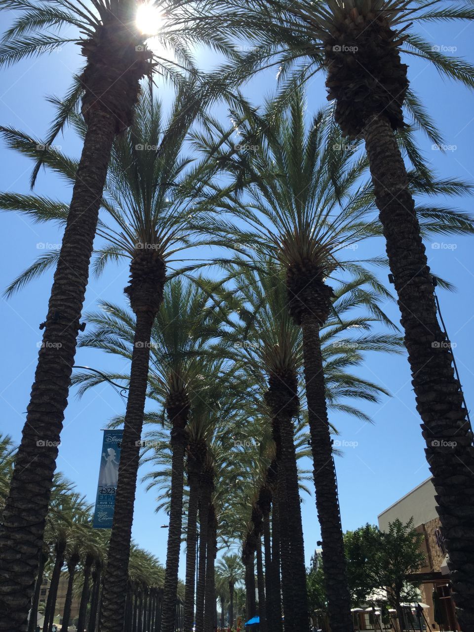 Palm tree walk. A palm tree lined walk in Anaheim California 