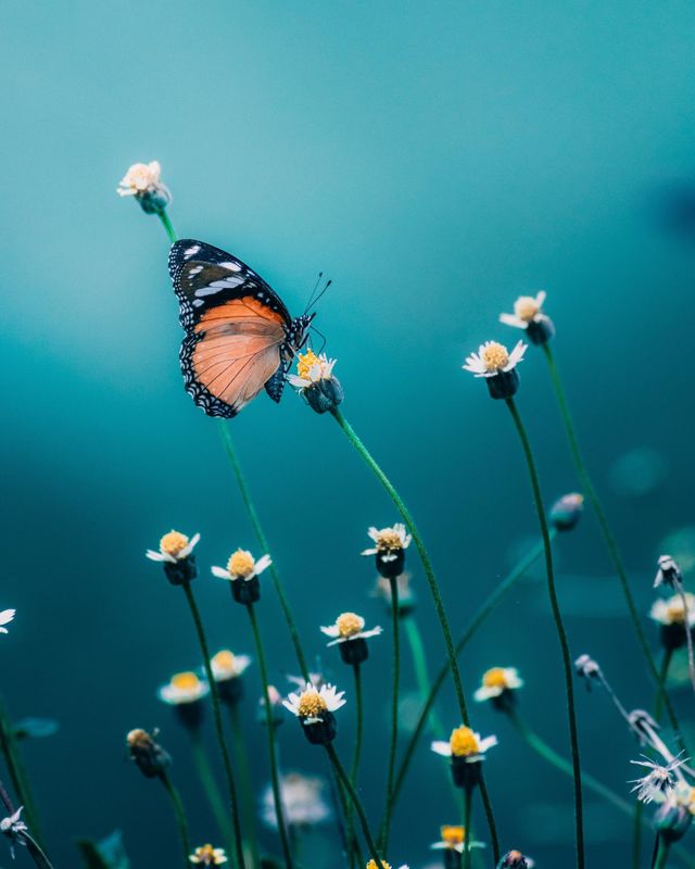 Beautiful and colourful butterfly