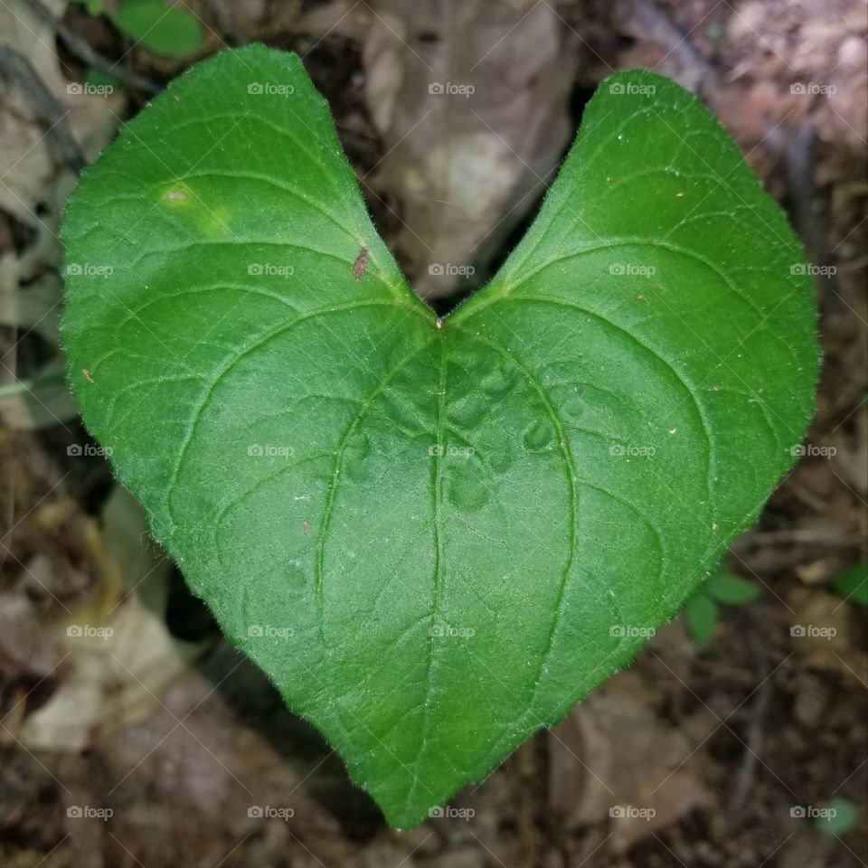 Mother Nature's Heart