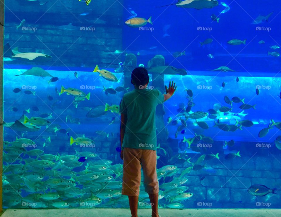 Boy enjoying watching the fishes at the Dubai aquarium 