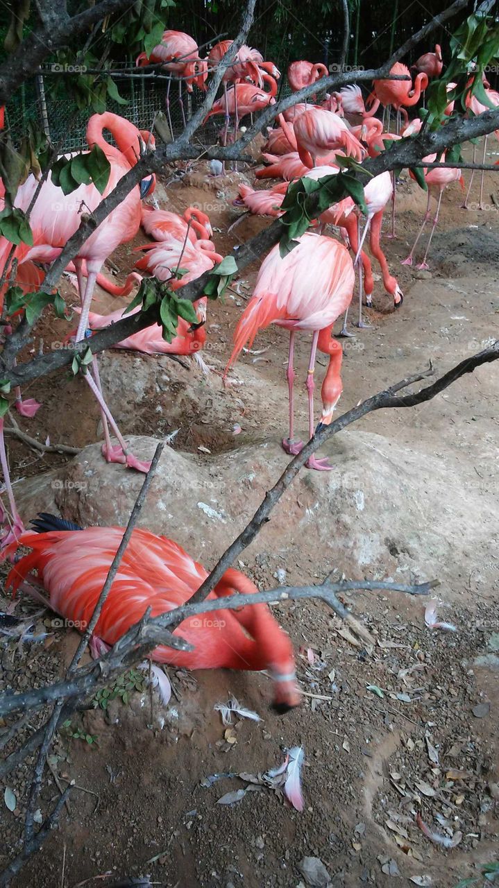 flamingos nesting
