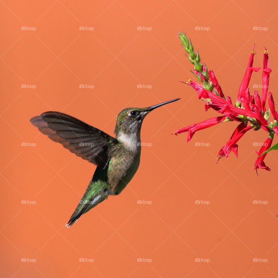 ruby-throated hummingbird