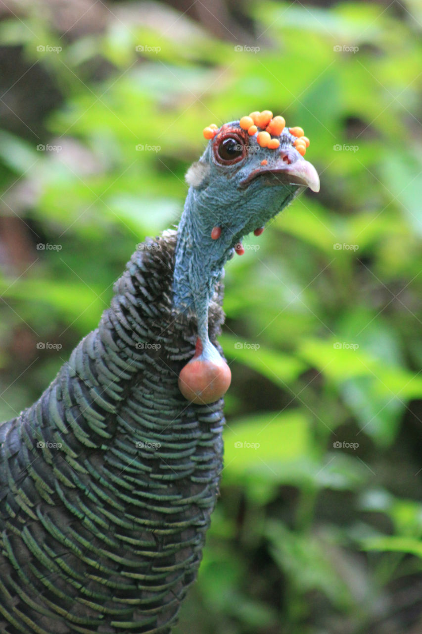 Close-up of ocellated turkey