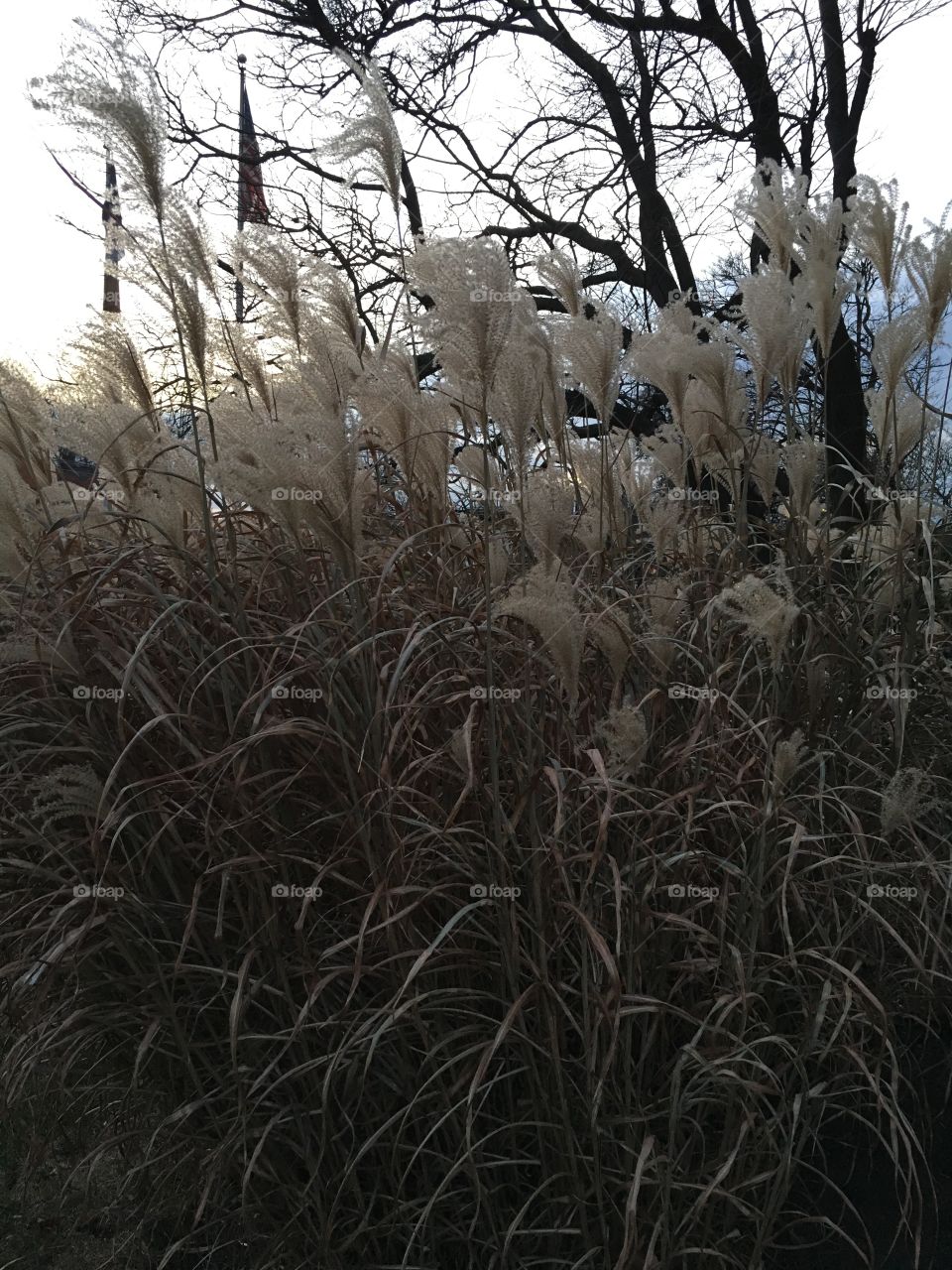 Late fall grass in evening light