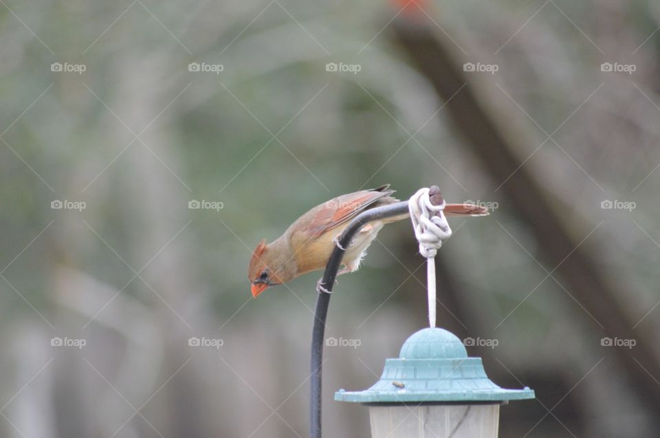 Female cardinal bird perched on top of a feeder 