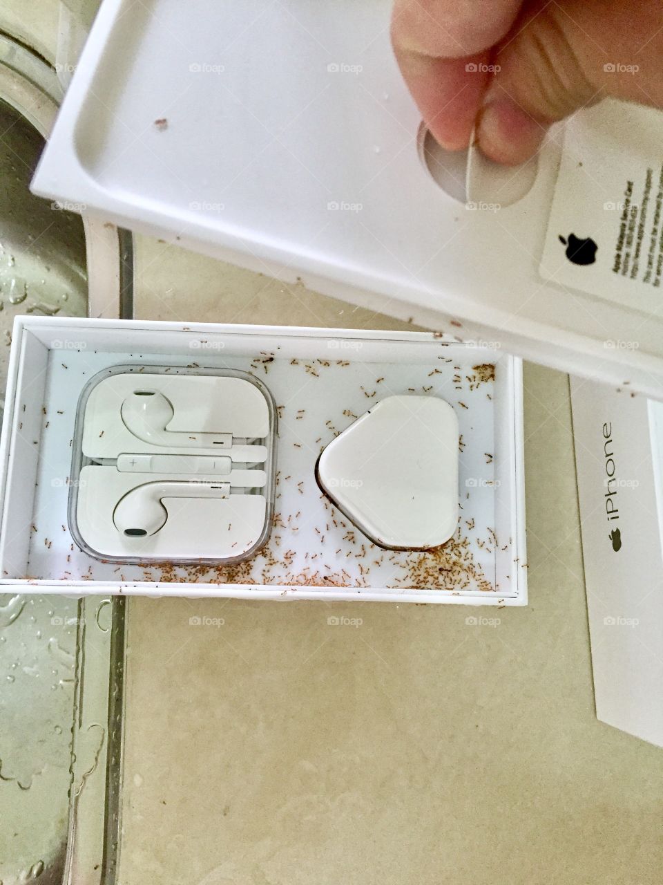 Ant nest at iphone box 
