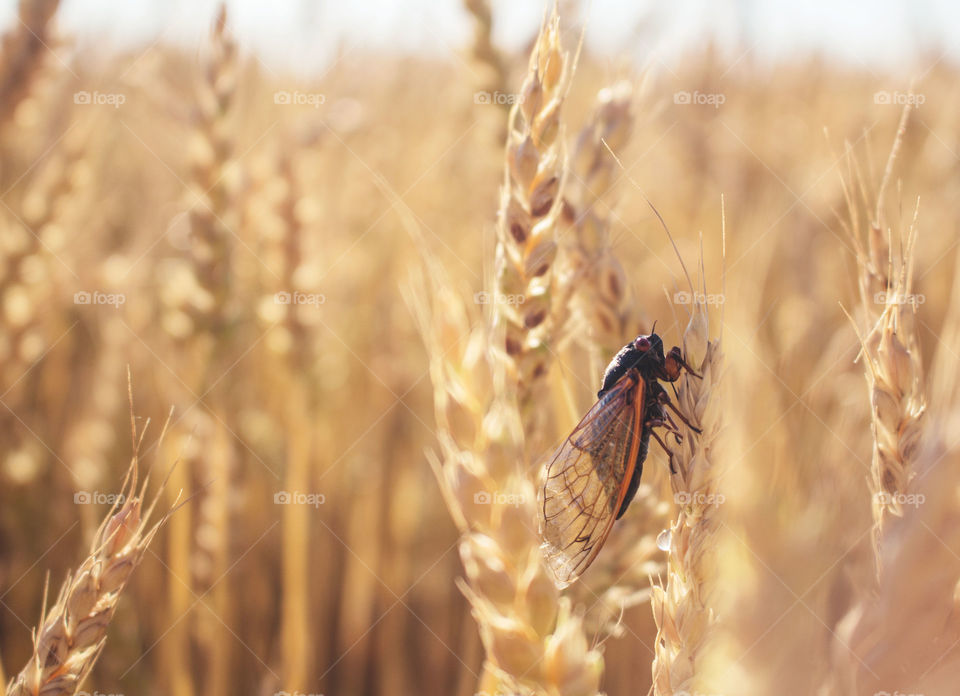 Wheat, Cereal, Corn, Bread, Straw
