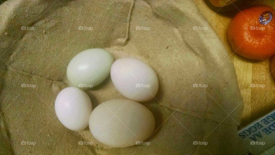 backyard eggs