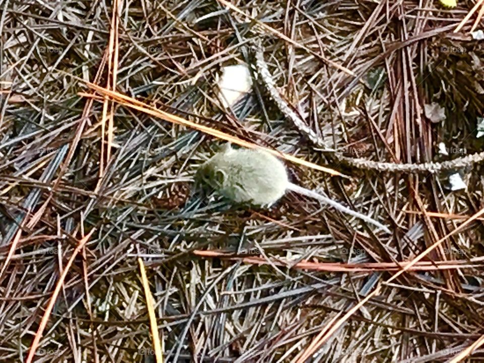 A little field mouse in the woods