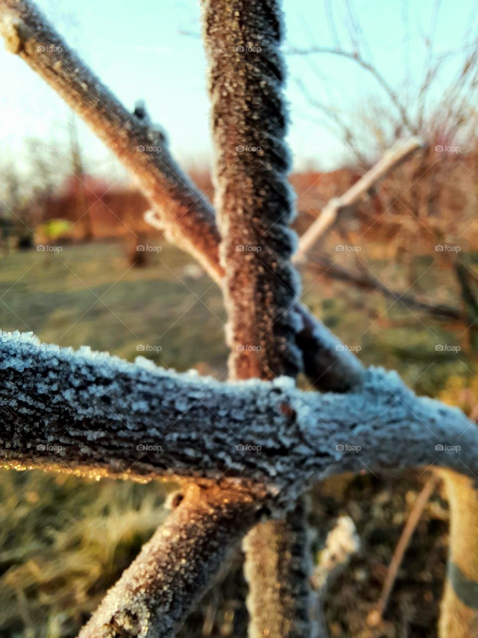 early sunny morning  with frost covered branches of wistaria and its support