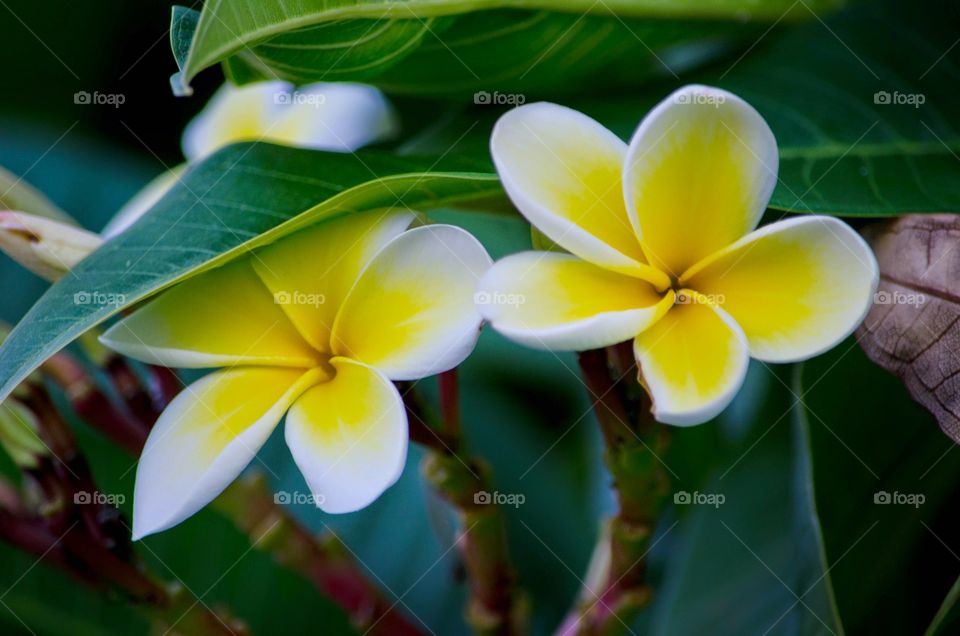 Magnolia flowers