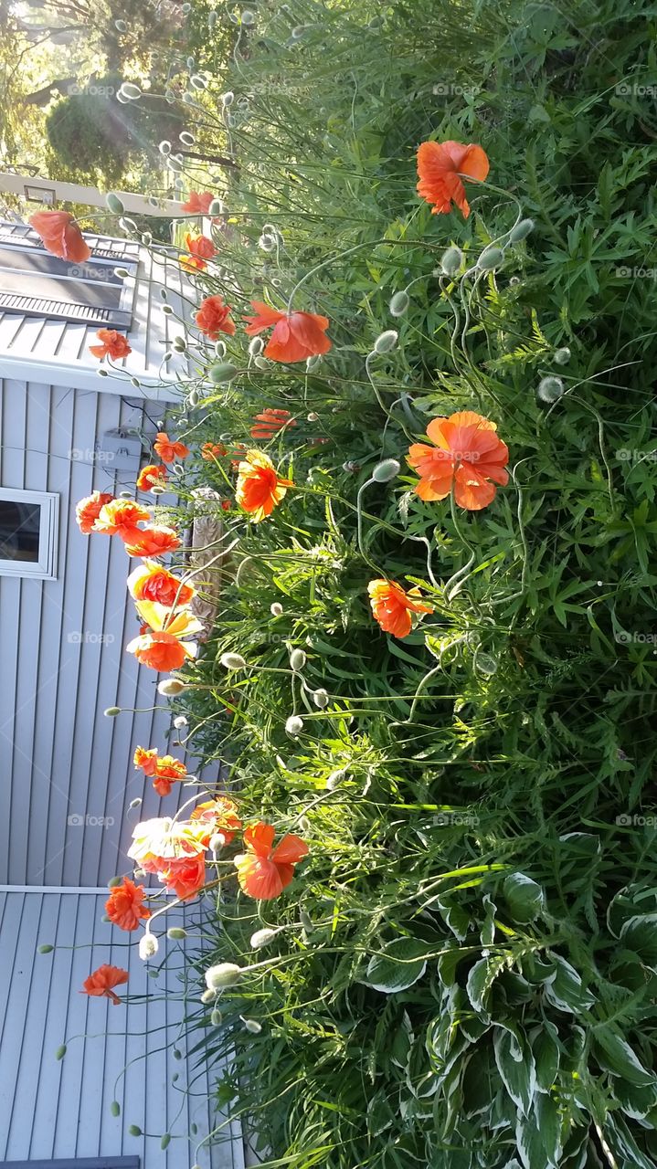 poppies. they took over