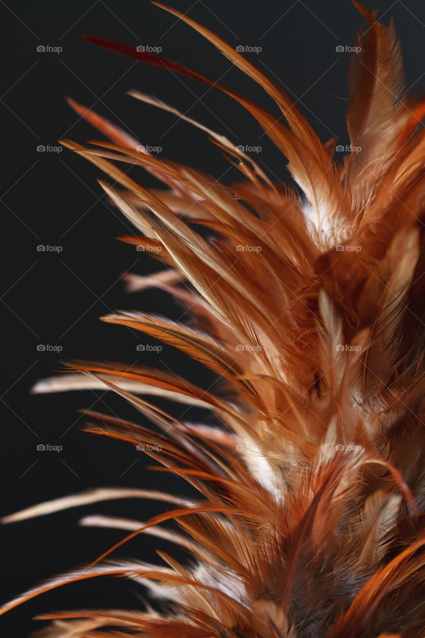 feathers