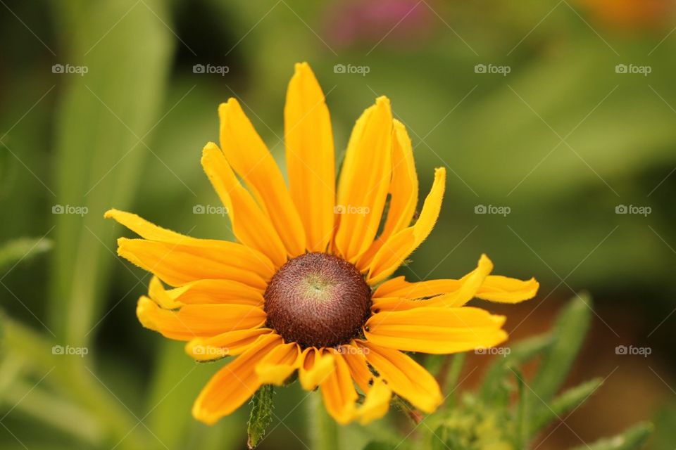 Orange flower