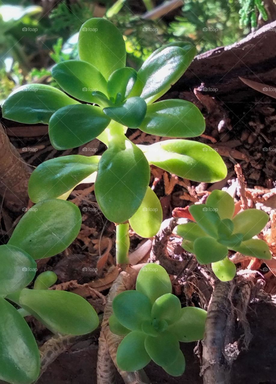 Sedum, or Stonecrop, A succulent with green leaves