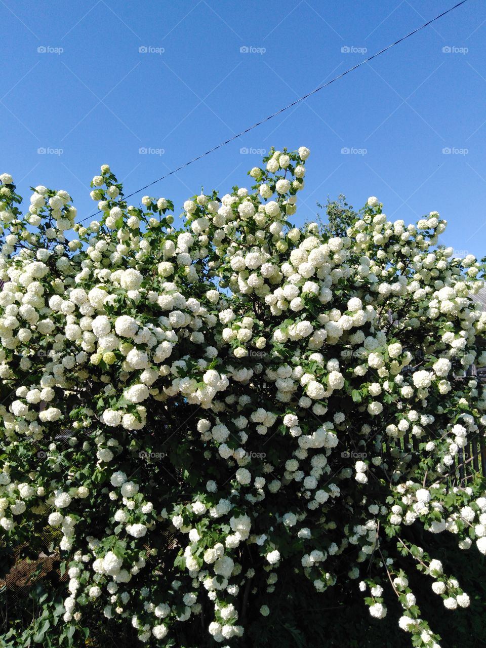 Калина цветущая