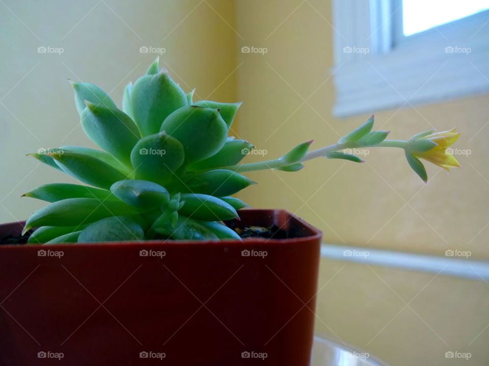 Succulents flowering