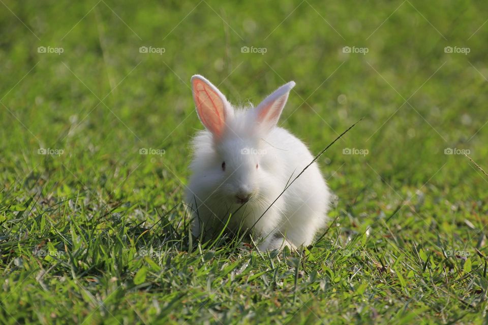 A rabbit 