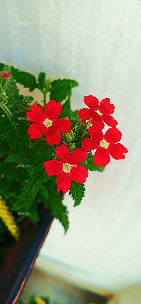 red flowers