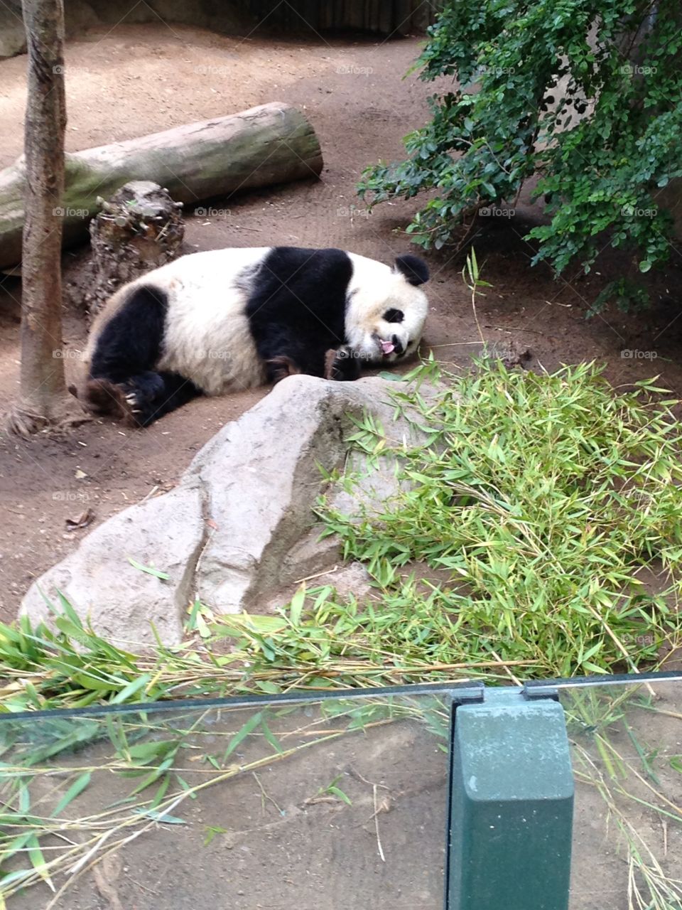 Mr panda