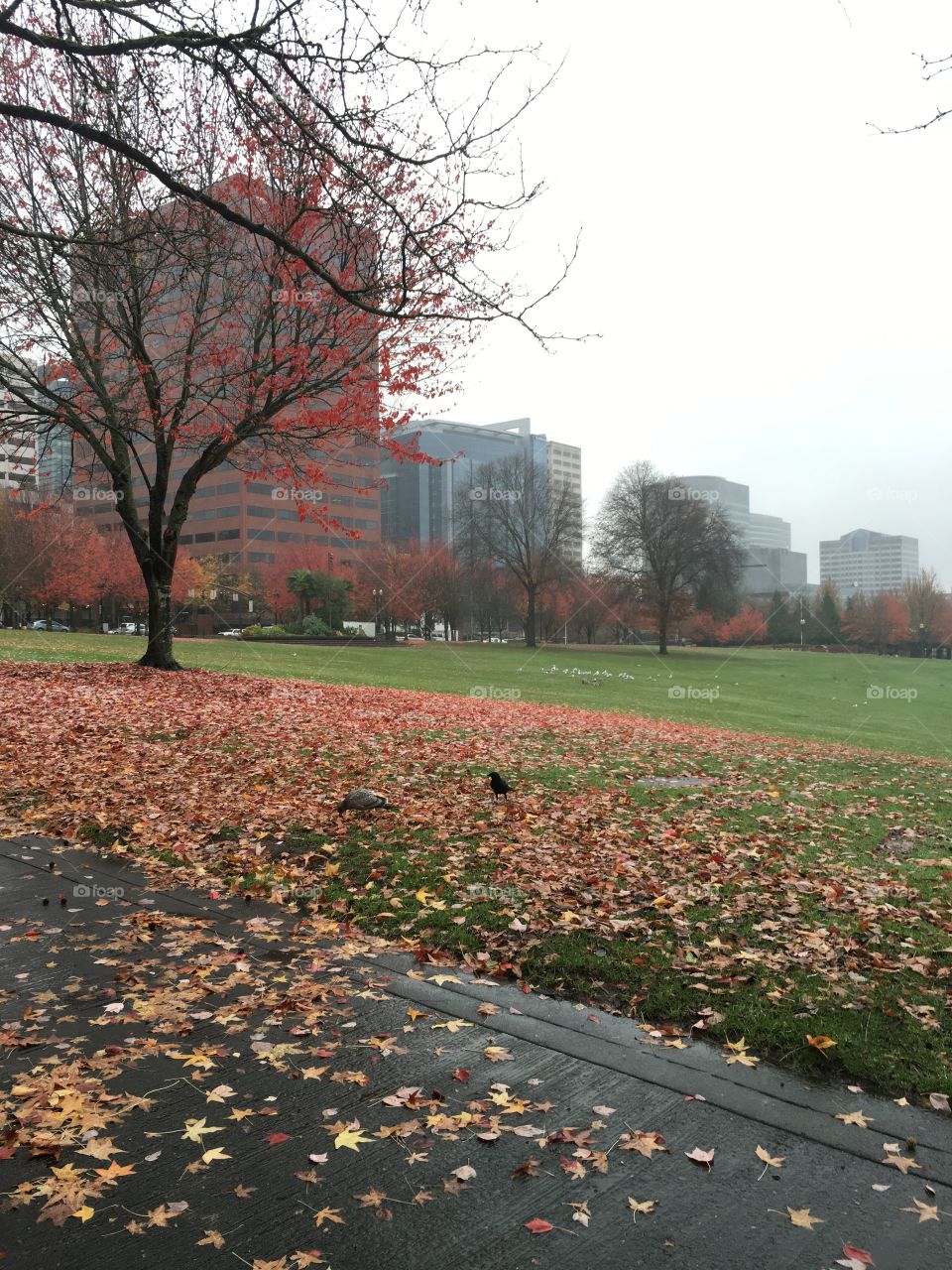 Fall in Portland 