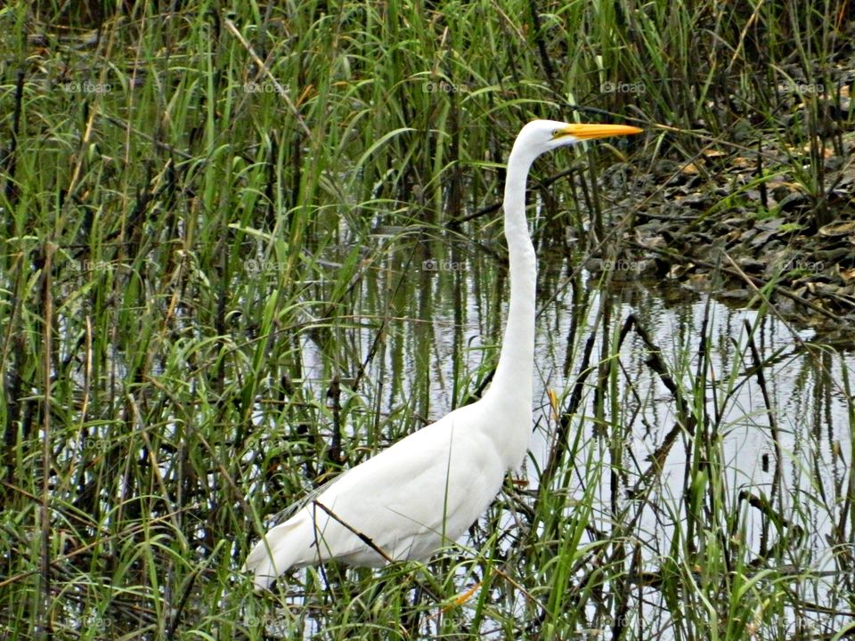 This Great Egret wades through the wetlands to capture fish with a deadly jab of his yellow beak