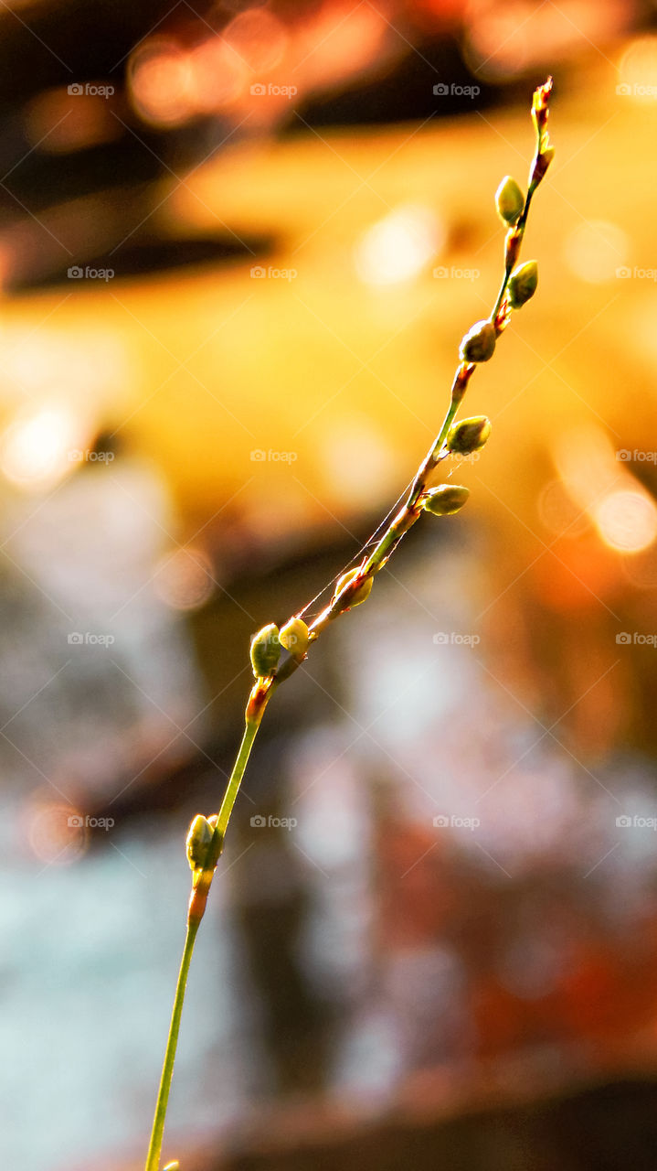 A budding plant in autumn 