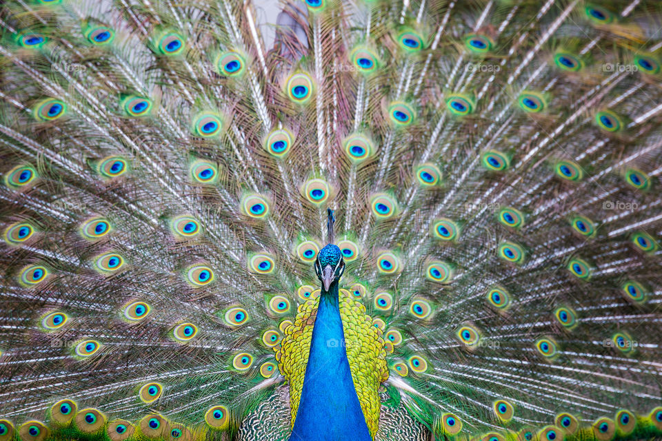 2019 a year of beauty and color. Image of male peacock with colorful feathers.