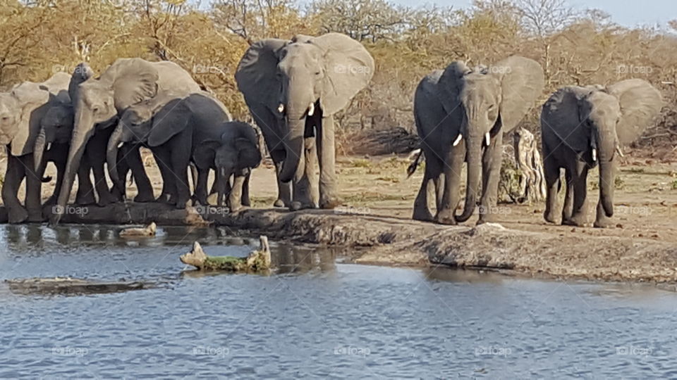 Elephant, Mammal, Wildlife, Trunk, Safari