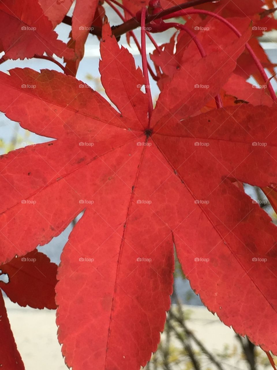 Red Leaf