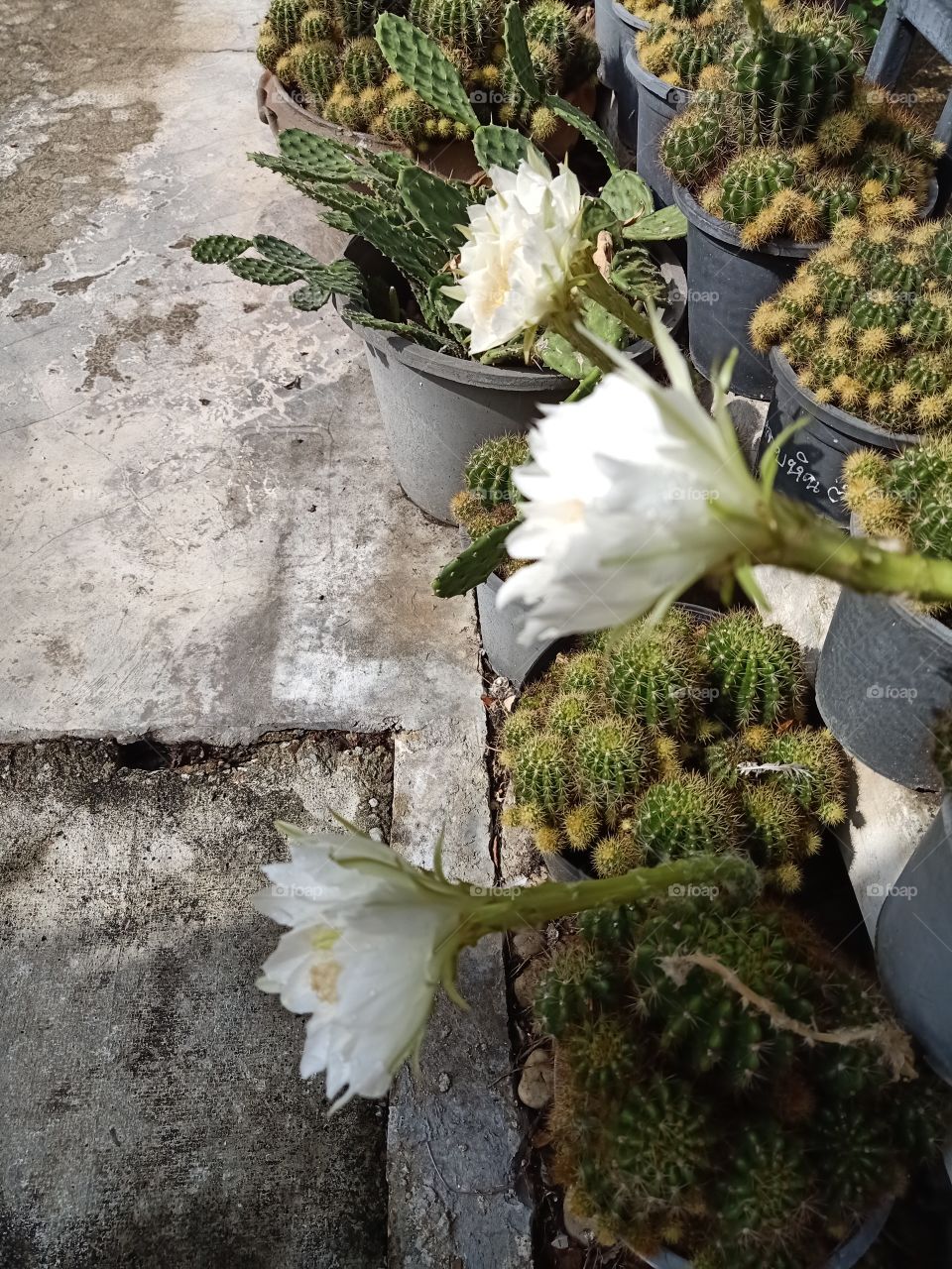 Beautiful Cactus Flower