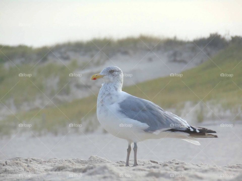 Seagull