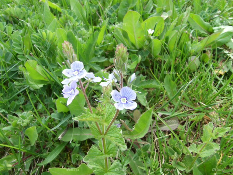 Veronica flower