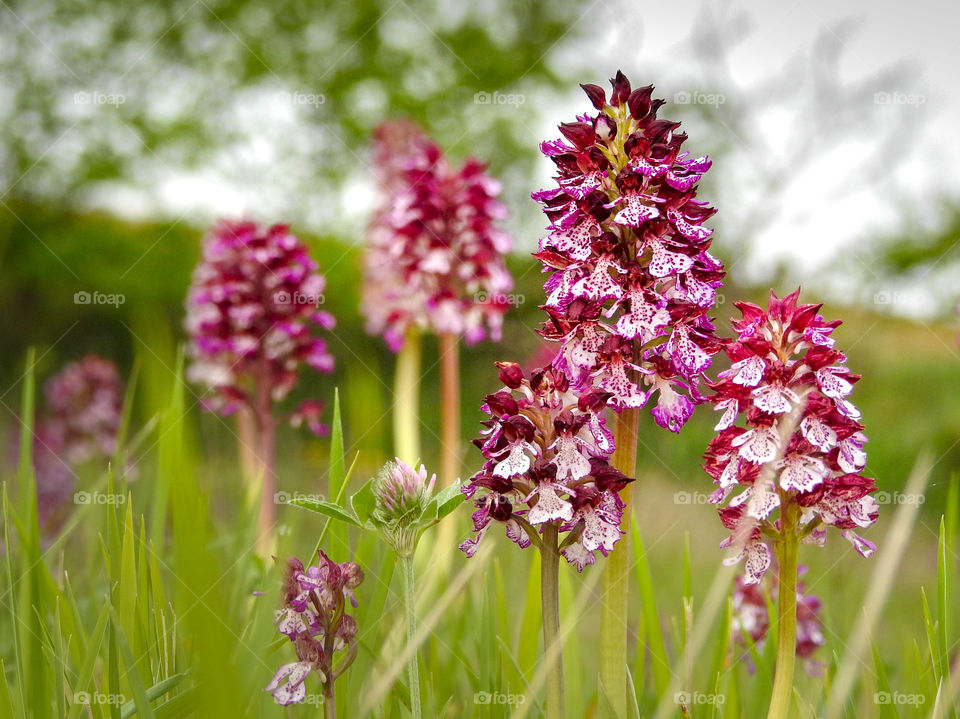 Field of orchids