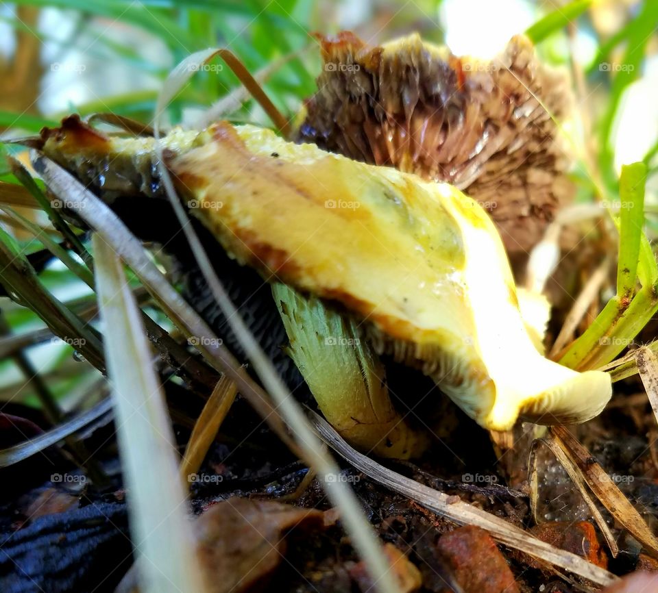 yellow mushroom