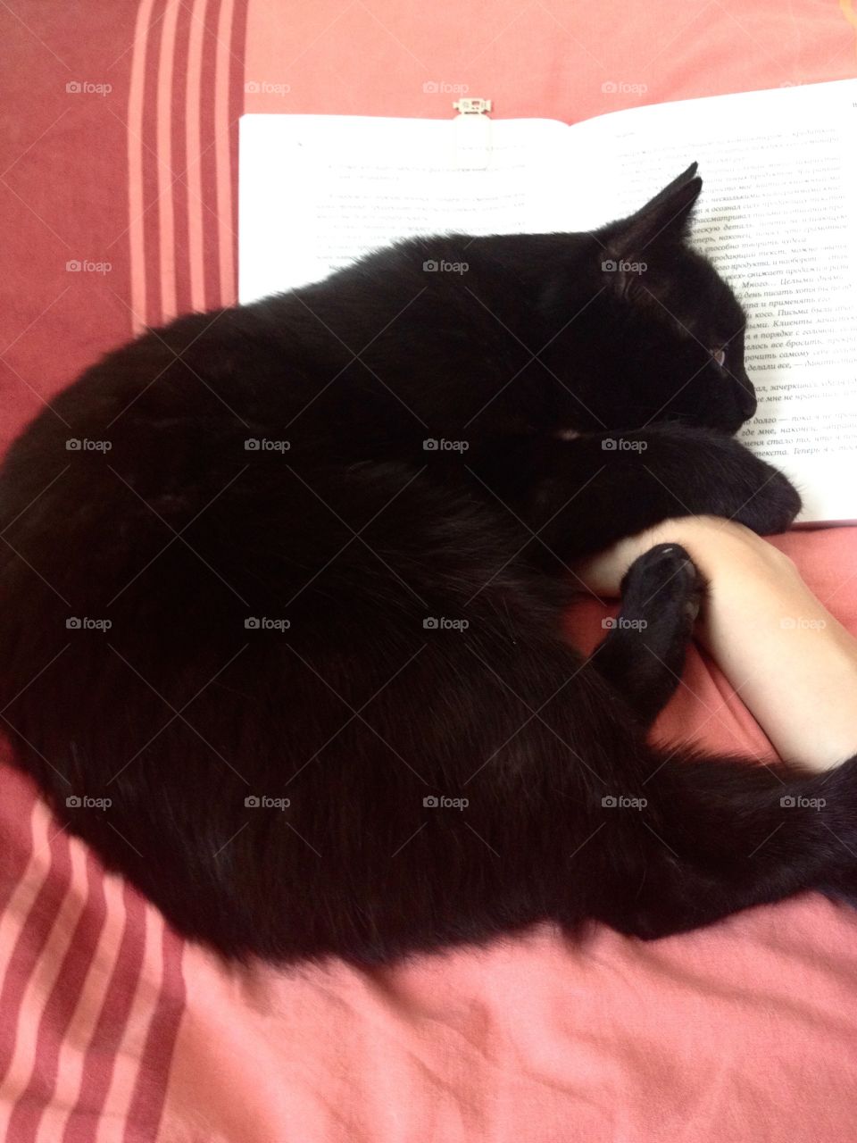 Black cat reading a book