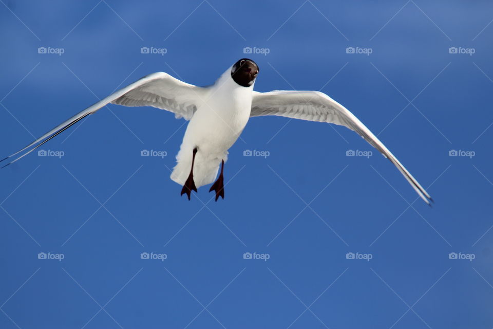 Sea gull in the sky 