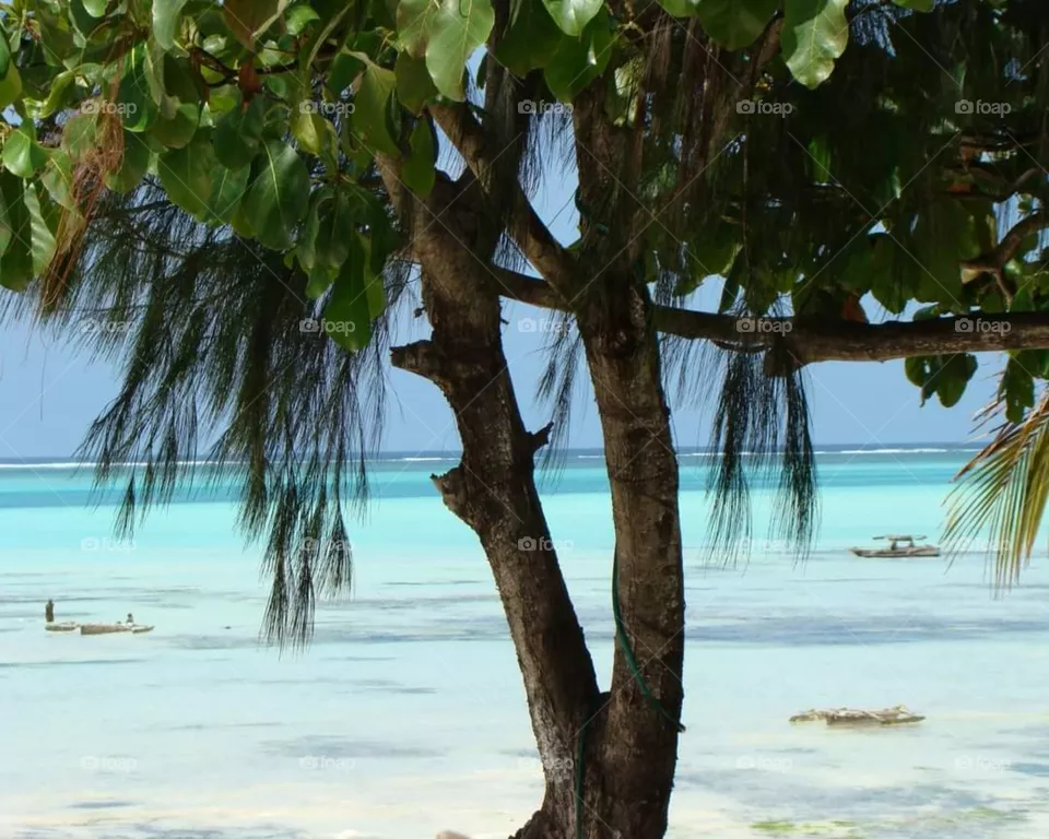 Tree in Zanzibar