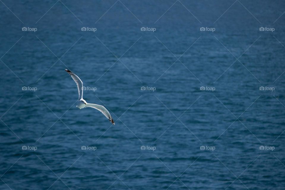 Seagull scouting the sea surface