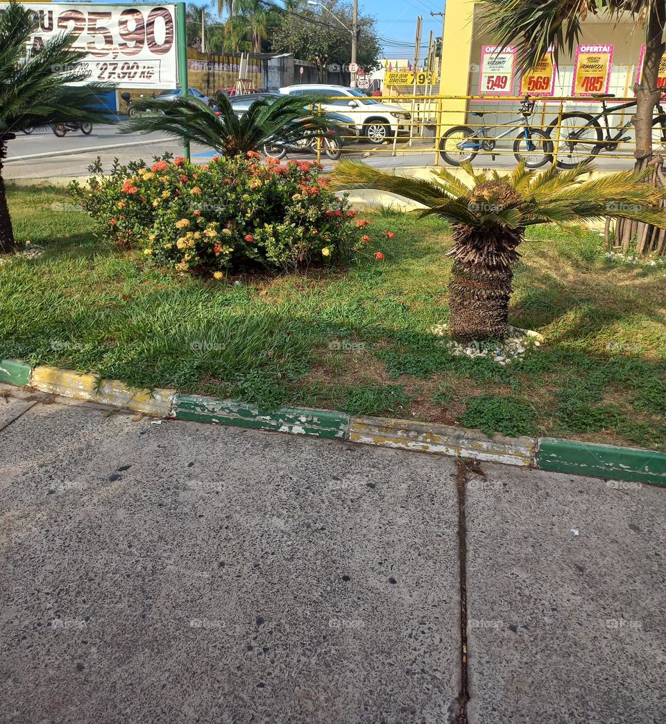 Plants around us plantas ornamentais  na calçada; enfeitando tudo a nossa volta