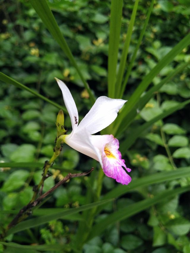 Beautiful blooming white and pink orchids